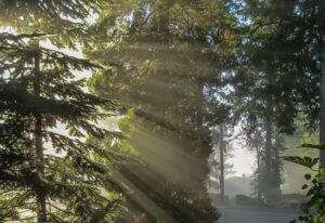 Evergreens Bathed In Rays Of Sunlight